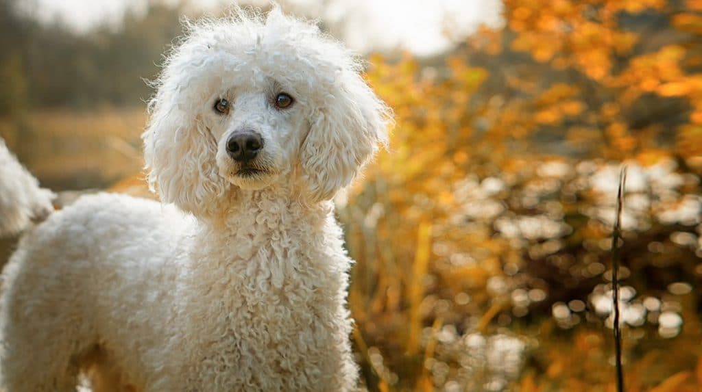 french poodle red