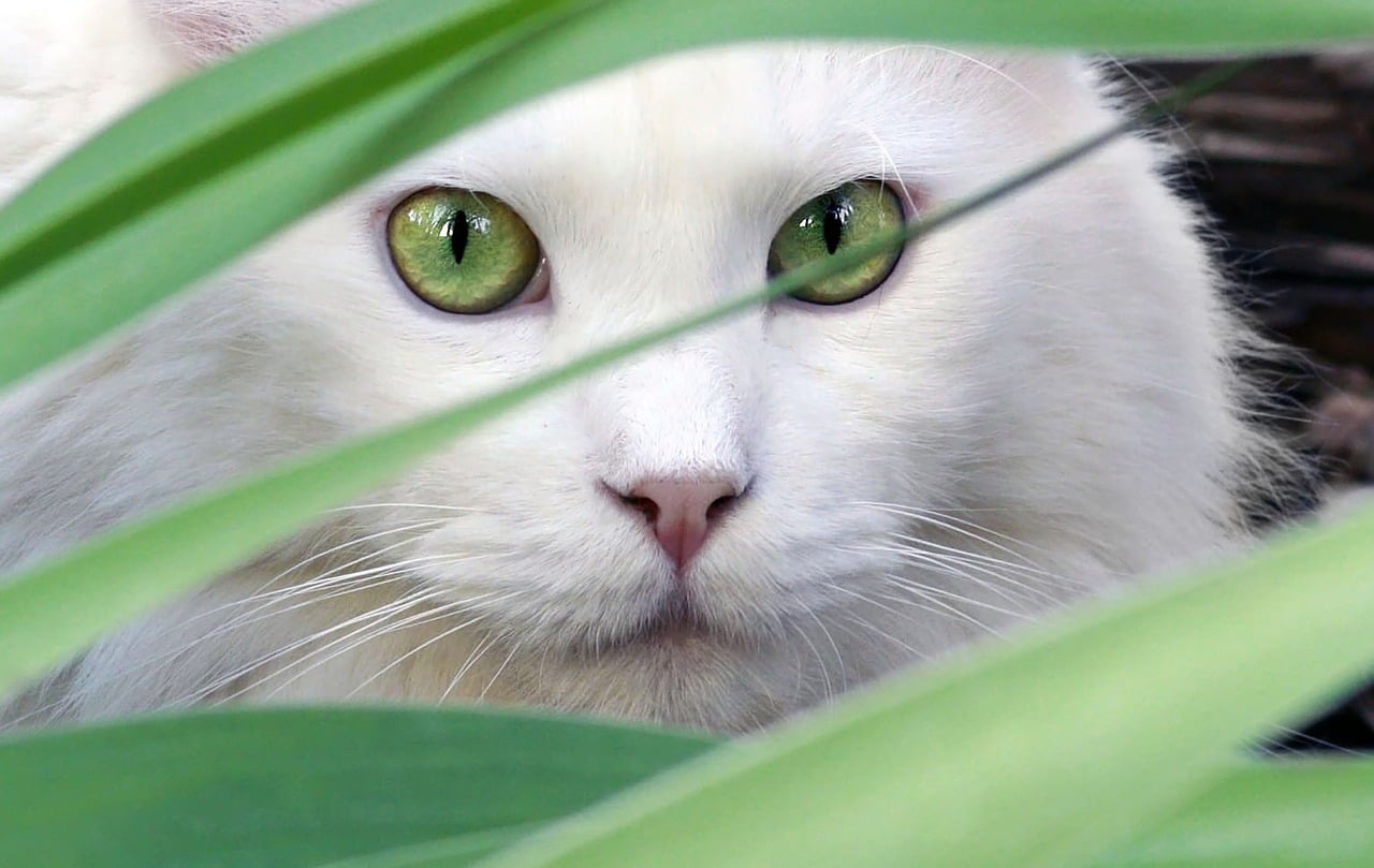 The Top White Cat Names in Canada | The Dog People by Rover.com