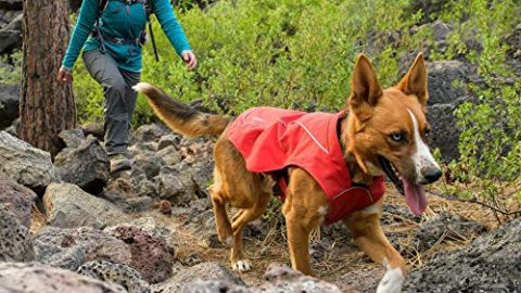 dog jacket ruffwear
