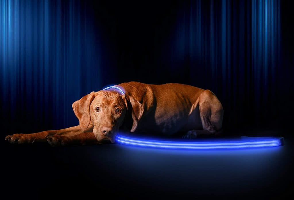 Are Dogs Afraid of the Dark? The Dog People by