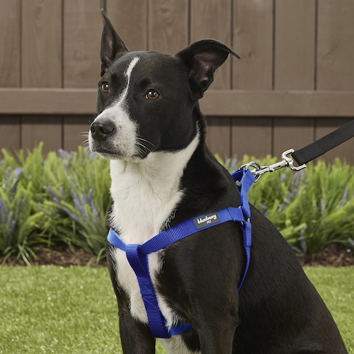 best training harness for puppies