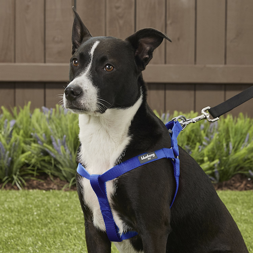 classic dog harness