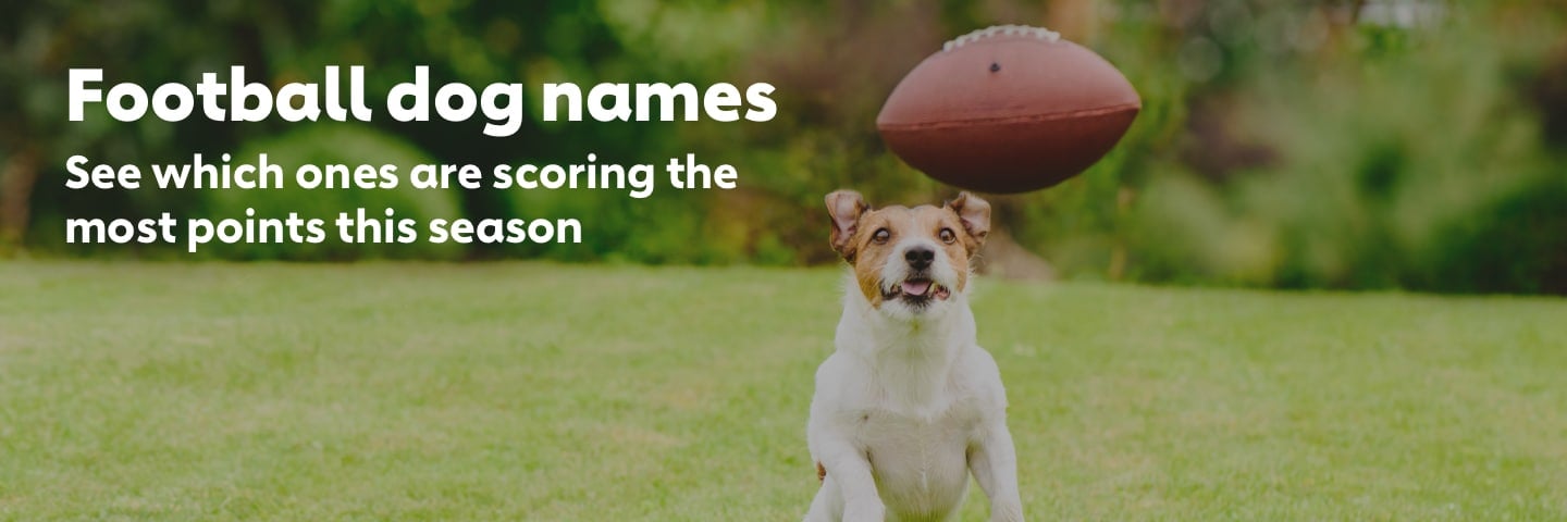 Top Football Dog Names