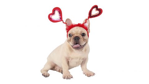 French bulldog wearing hearts headband