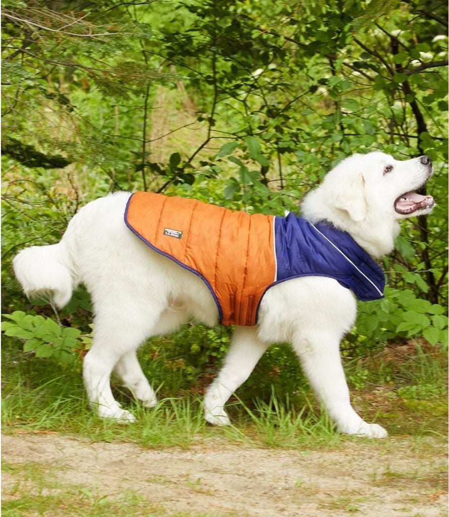 Winter Dog Coats Real Dogs Review Top Winter Coats (Video)