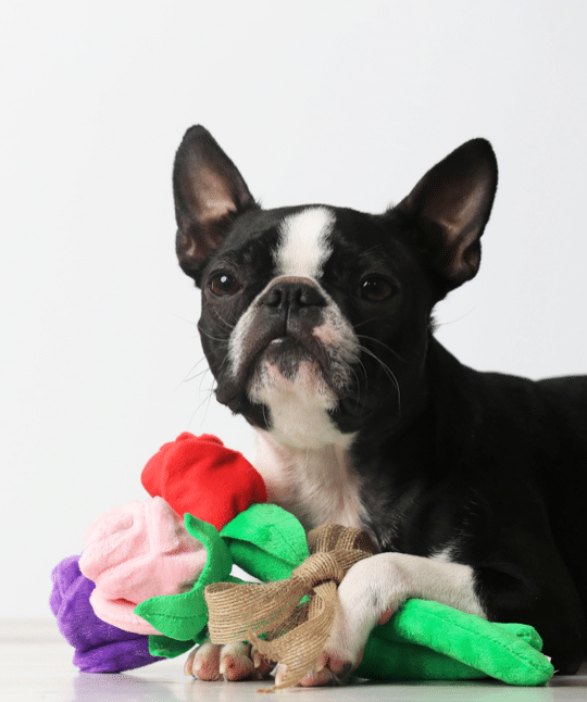 valentine's day toys for dogs