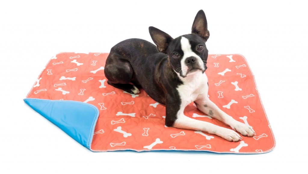 puppy keeps missing training pad