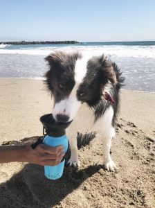 Highwave AutoDogMug portable dog water bottle and bowl combo