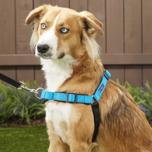PetSafe Deluxe Easy Walk no-pull harness for walk your dog month