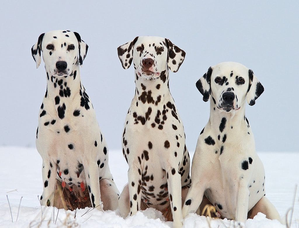 i want a dalmatian