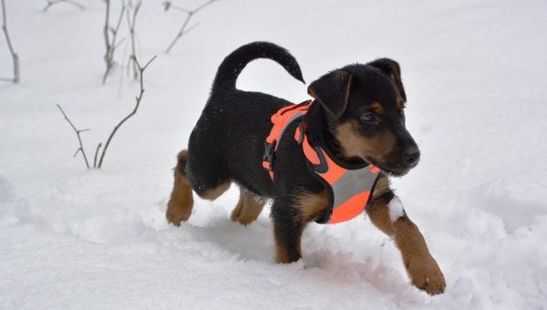 puppy wearing vest, running in snow