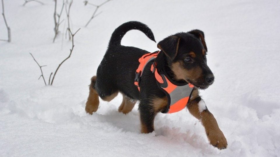 puppy wearing vest, running in snow