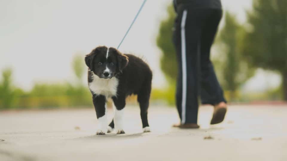 Tarifas de paseo de perros en | The Dog People Rover.com