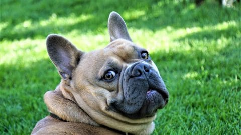 that funny french bulldog personality shines through in this frenchie's quizzical expresssion