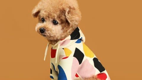 dog sweaters huts and bay