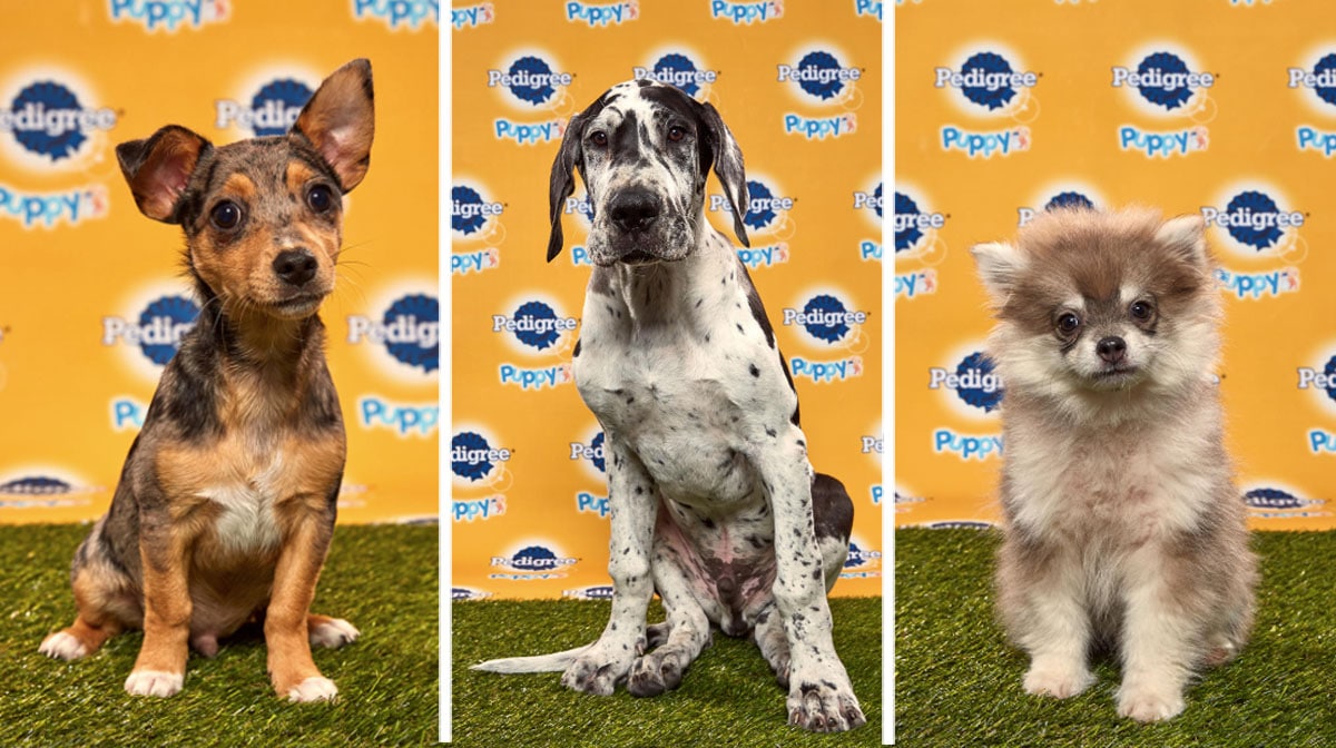puppy bowl puppies 2019