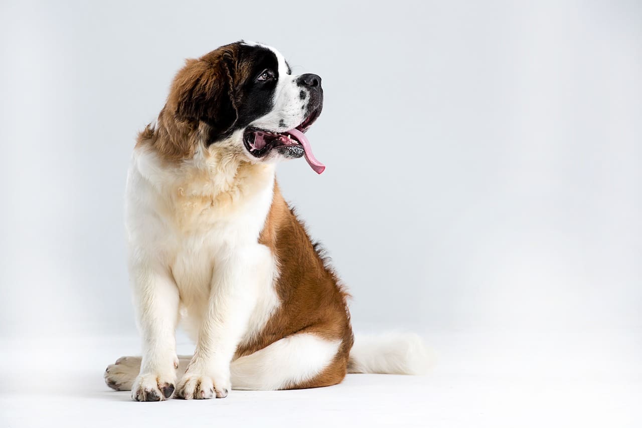 Saint Bernard Puppies A Complete Guide For New Owners The Dog People By Rover Com