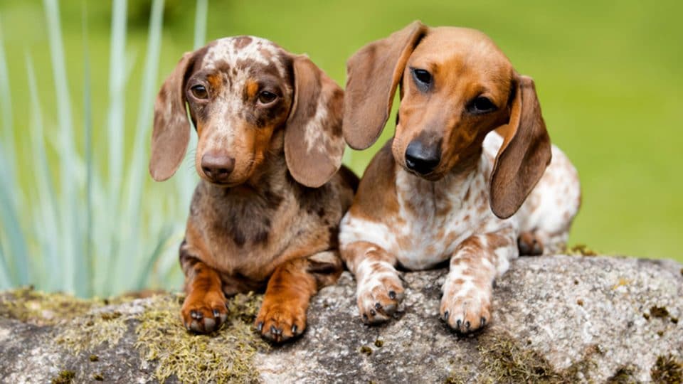 best dog treats for dachshunds