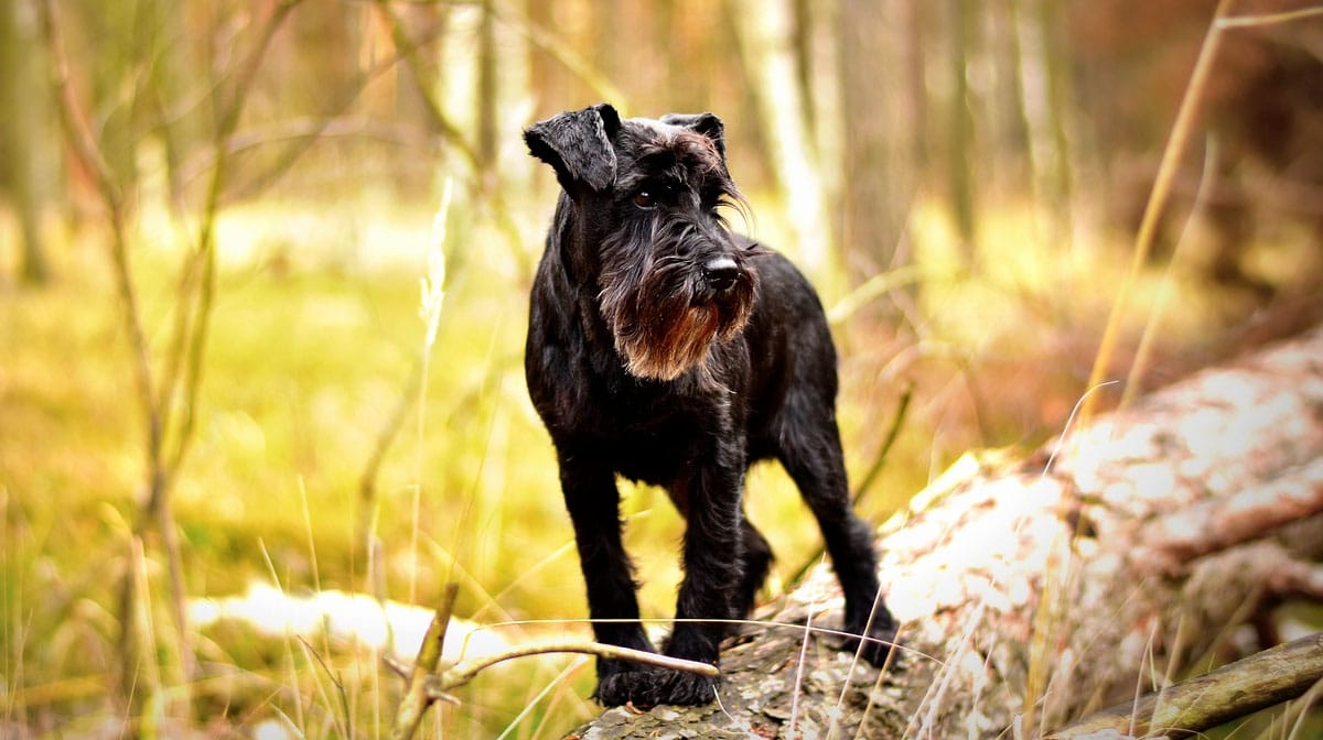 Top 135 Schnauzer Names The Dog People By Rover Com