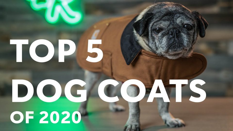 Top 5 Dog Coats cover image