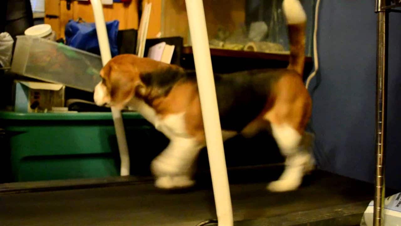 The Secret Lives of Beagles Your Complete Guide to Owning a Beagle