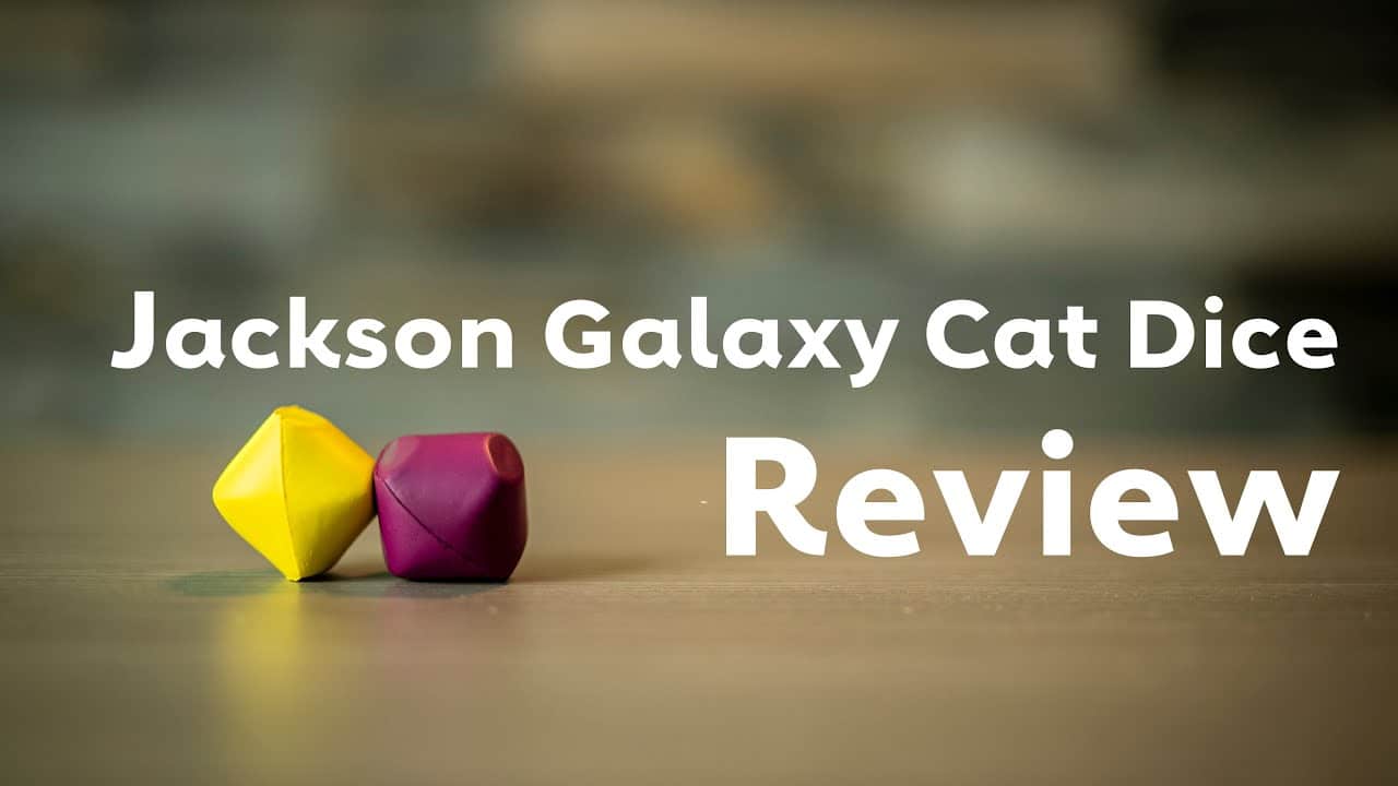 Jackson Galaxy Cat Dice Review Dice Toy for Cats