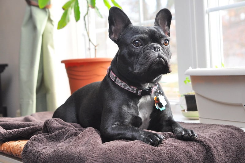 French bulldog
