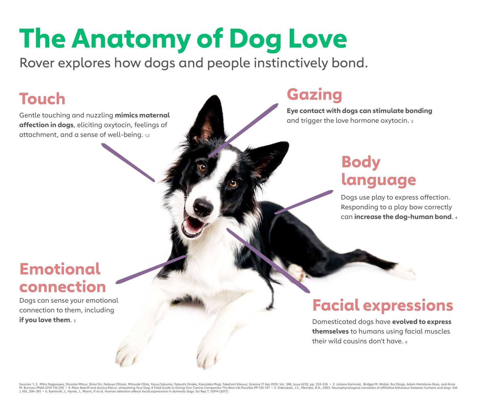 The Love Language of Dogs | How Dogs Show Love