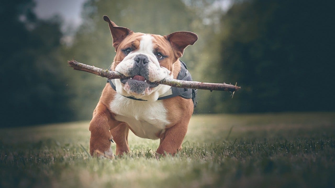 Les 14 Meilleures Races De Chien Pour Les Enfants Caniche Bulldog Et Plus