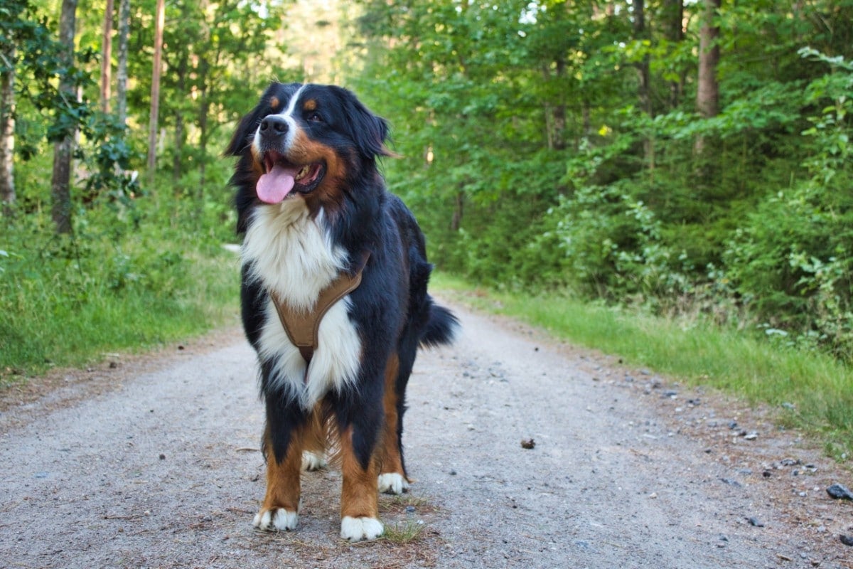 A medium-sized dog standing in the middle of a walkway, smiling.