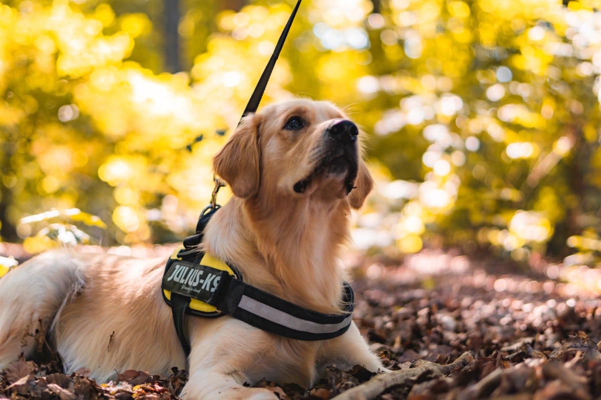 A dog in a K-9 harness looking attentively at its owner, who is standing off screen.