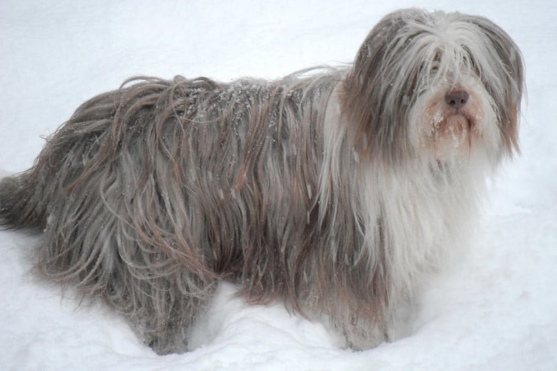 Long-Haired Dog Breeds: Luxurious Locks From Briard to Shih Tzu
