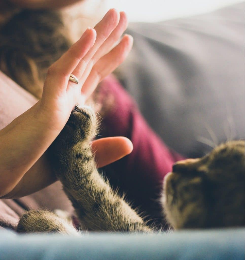 How to Pet a Cat—And Why It's Good For You (Because It Is!)
