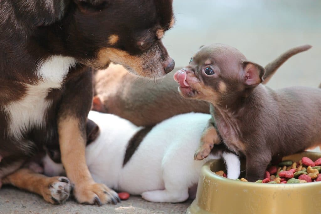 Mother dog with her puppy licking his lips
