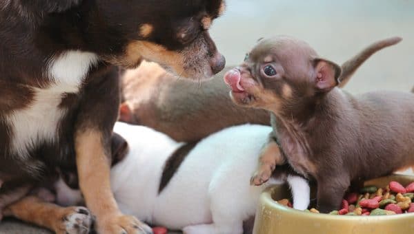 vitamins for chihuahuas