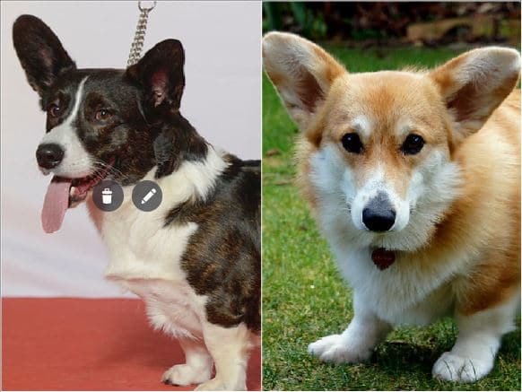 kinds of corgis