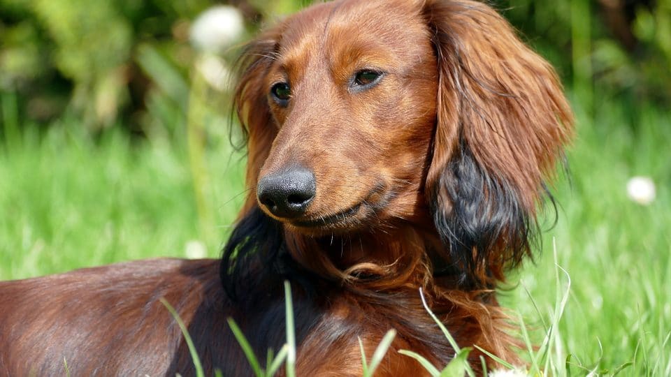 The Best Dog Food for Dachshunds in 2020