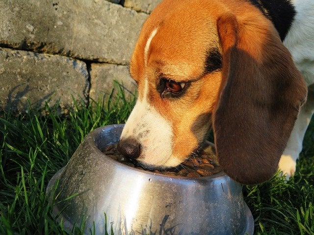 Beagle Eating - Pixabay