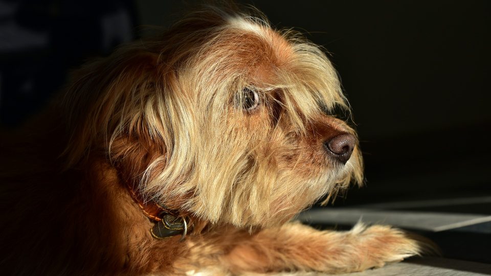 Dog Hair Loss Symptoms, Treatment and Causes for Canine Alopecia