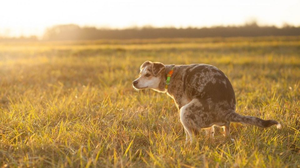 dog pooping in field