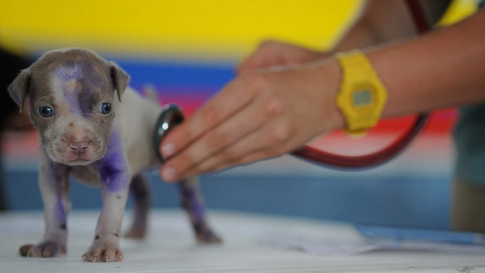 puppy getting examined with stethoscope