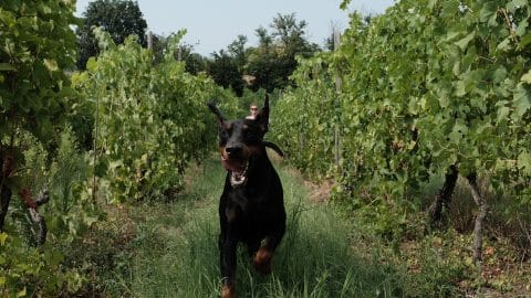 A Doberman runs gleefully through a vineyard