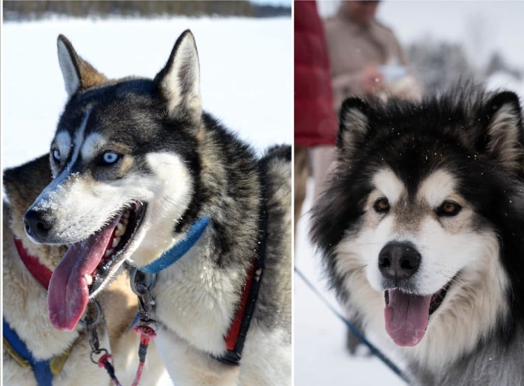 husky dog thick fur light eyes cold climate