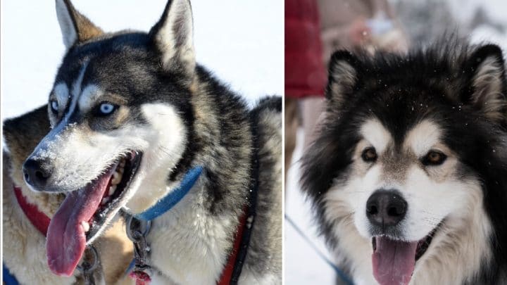 Husky vs. Malamute What�s the Difference? We Break It Down