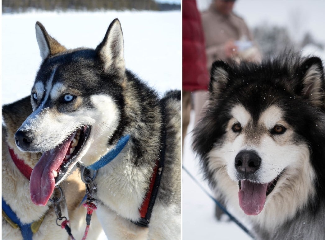 Malamute vs Husky: What's the Difference? We Break It DownM