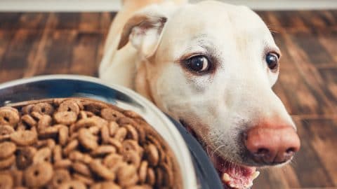 hungry white dog eyeing a bowl of kibble