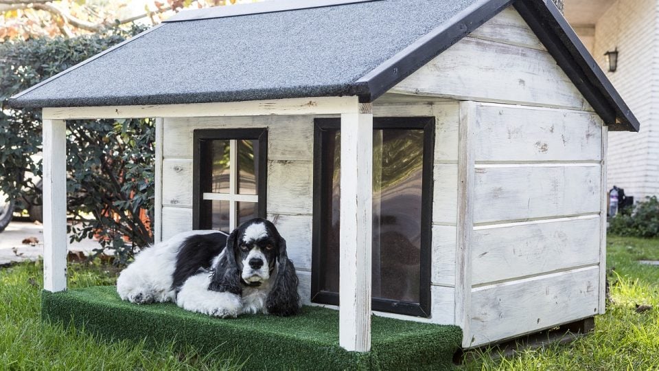 dog in dog house