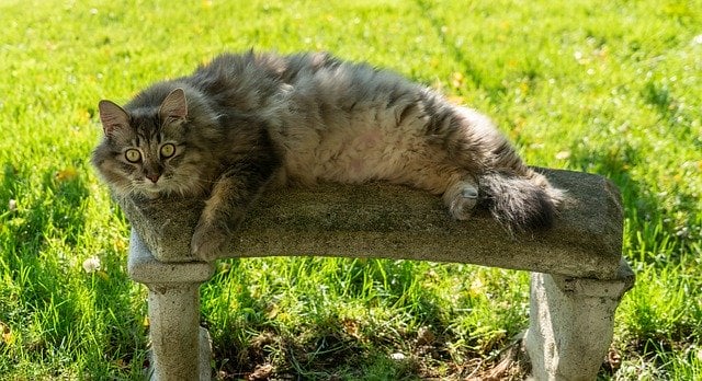 Gato maine coon - Pixabay