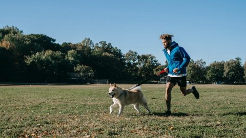 Best Dog Running Gear cover image