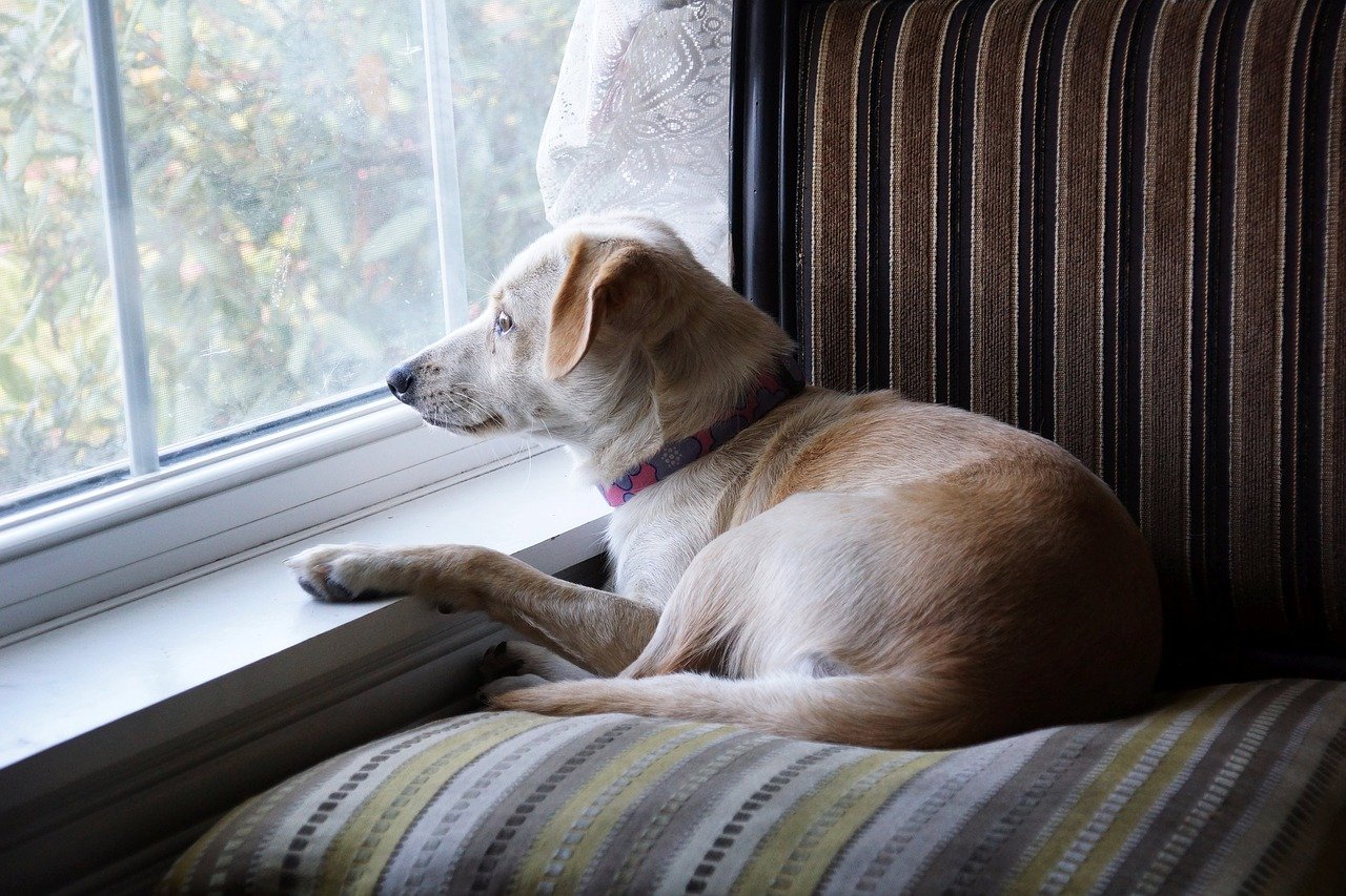 What is House Sitting? A Guide for Traveling Homeowners